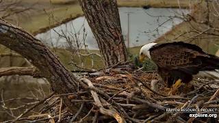 Decorah Eagles: Dad Feeds DH3 and DH4 For The First Time! explore.org 3-31-2026