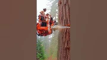 Climbing to Cut Down a Giant Tree: An Epic Chainsaw Moment! #chainsaw #woodworking #lumberjack