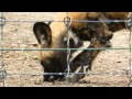 ラットを食べるリカオン２