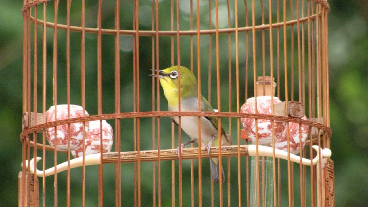 Khuyên líu hót kích khuyên bổi , khuyên líu đấu , luyện khuyên hót sáng