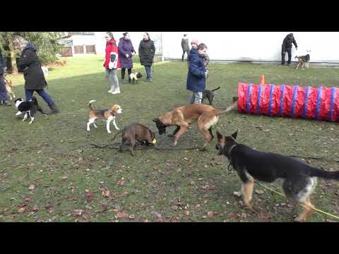 Video: Jak pomoci psům s agrese