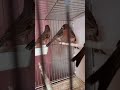طيور الكناري تومبرادو ماشاء الله