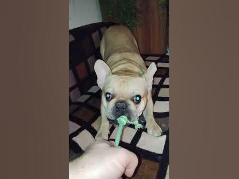 Злюка бобер - YouTube