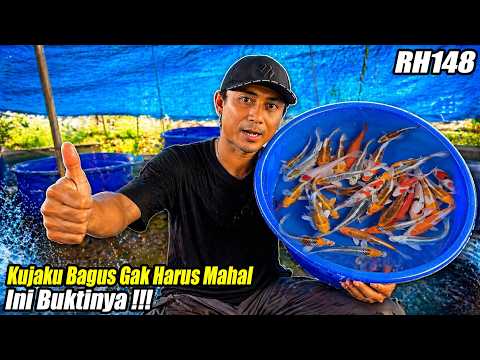 Kujaku Premium Harga Merakyat! Kualitas Bagus dan Siap Dipelihara