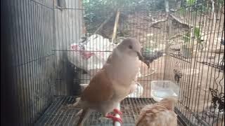 Suara Merdu Burung Puter Coklat, Cocok Buat Pancingan...
