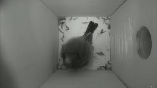 Nestbox 20190117/23:00 - 258 frames with movement