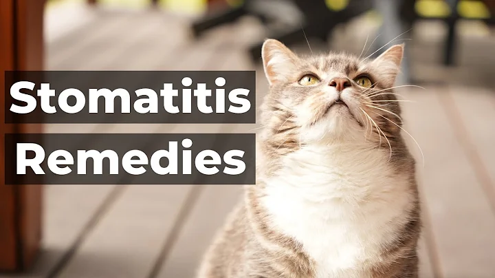 Cat Dental Disease: Feline Stomatitis Remedies - DayDayNews