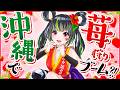【人気スポット】沖縄でいちご狩り!【南城市 美らイチゴ】