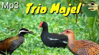Suara pikat burung malam Trio Mandar,Sintar & Sintar ladang Suara jernih