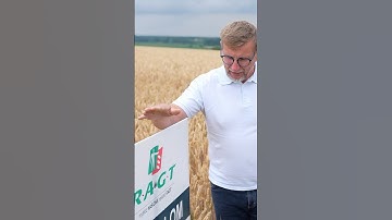 Pszenica RGT Diplom 🌾🧑‍🎓 Pszenica ozima jakościowa z hodowli RAGT #rolnictwo #pszenica #żniwa