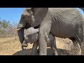 A (New) Day in the Life of a Baby Albino Elephant — Part 2 |  Magnificent Tender Moments