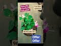 # #വിഷു#ഓഫർ#kerala #garden #flowers #gardening #offer #keralaplants #plants #love #nature