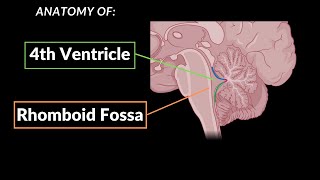 Structures of the 4th Ventricle and the Rhomboid fossa (+ Cranial Nerves) + QUIZ