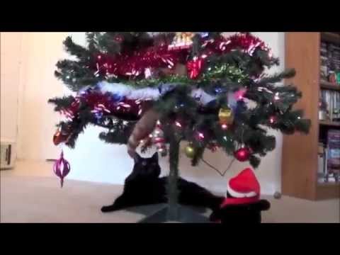 おもしろ猫動画集 猫対クリスマスツリー Youtube