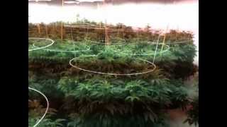 At work in Veg room #1