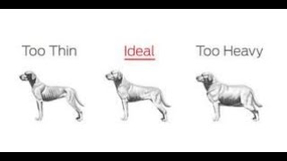 Healthy Dog Weight - How to Tell if Your Dog is Overweight