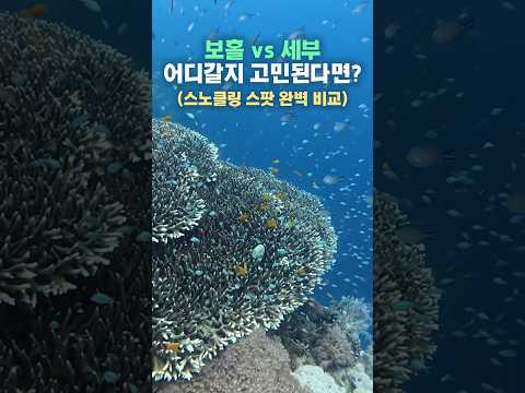 보홀 vs 세부, 수중환경 완벽 비교 영상