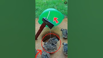 The Easiest Way to Trap Birds! 🤩 #shorts #shortvideo #youtubeshorts #ytshorts