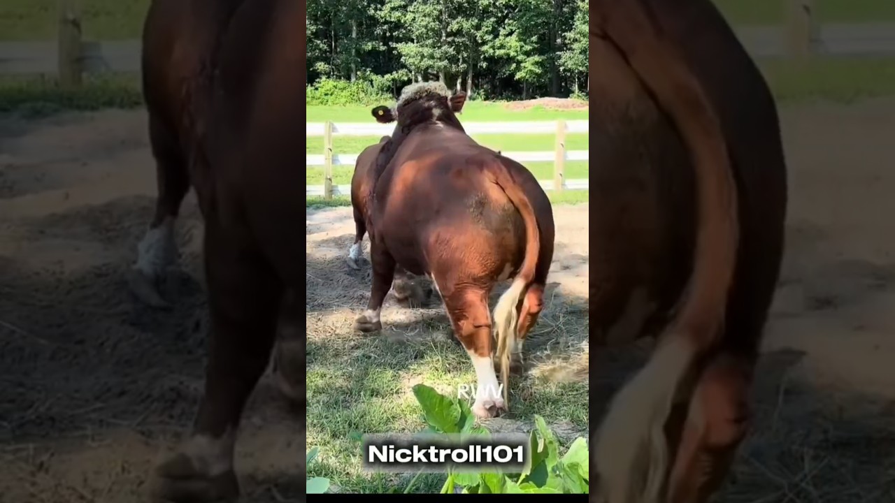 SCARY BULL 😱🤯😱