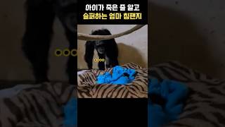 아이가 죽었다고 생각한 엄마 침팬지의 슬픔