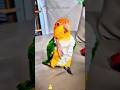 Funny parrot dancing. #funny #pet #parrot #parrotsoftiktok #funnyvideo