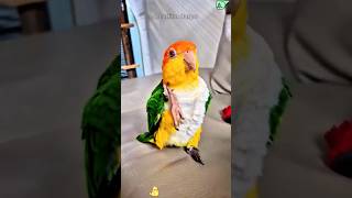 Funny parrot dancing. #funny #pet #parrot #parrotsoftiktok #funnyvideo