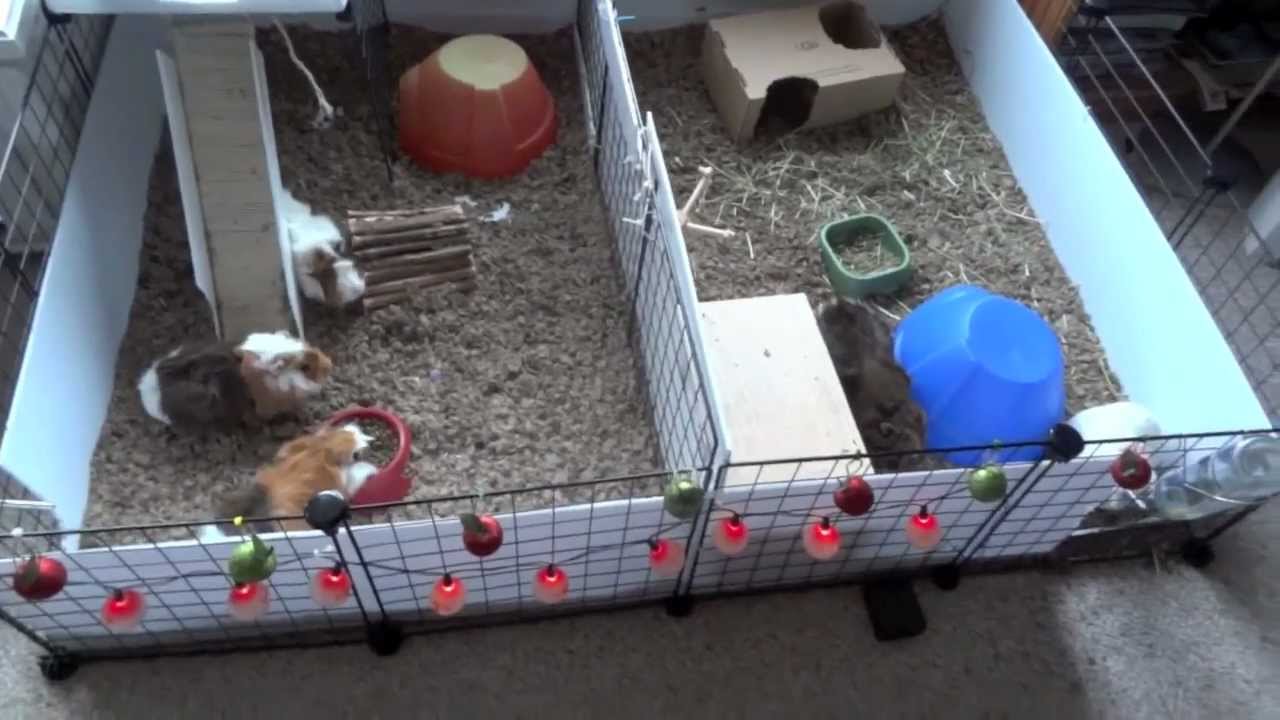 Piggie Christmas presents & decorations 2012 