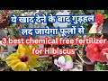 गुड़हल को ये homemade fertilizers देकर पाएं ढेर सारे फुल //chemical free fertilizers for hibiscus
