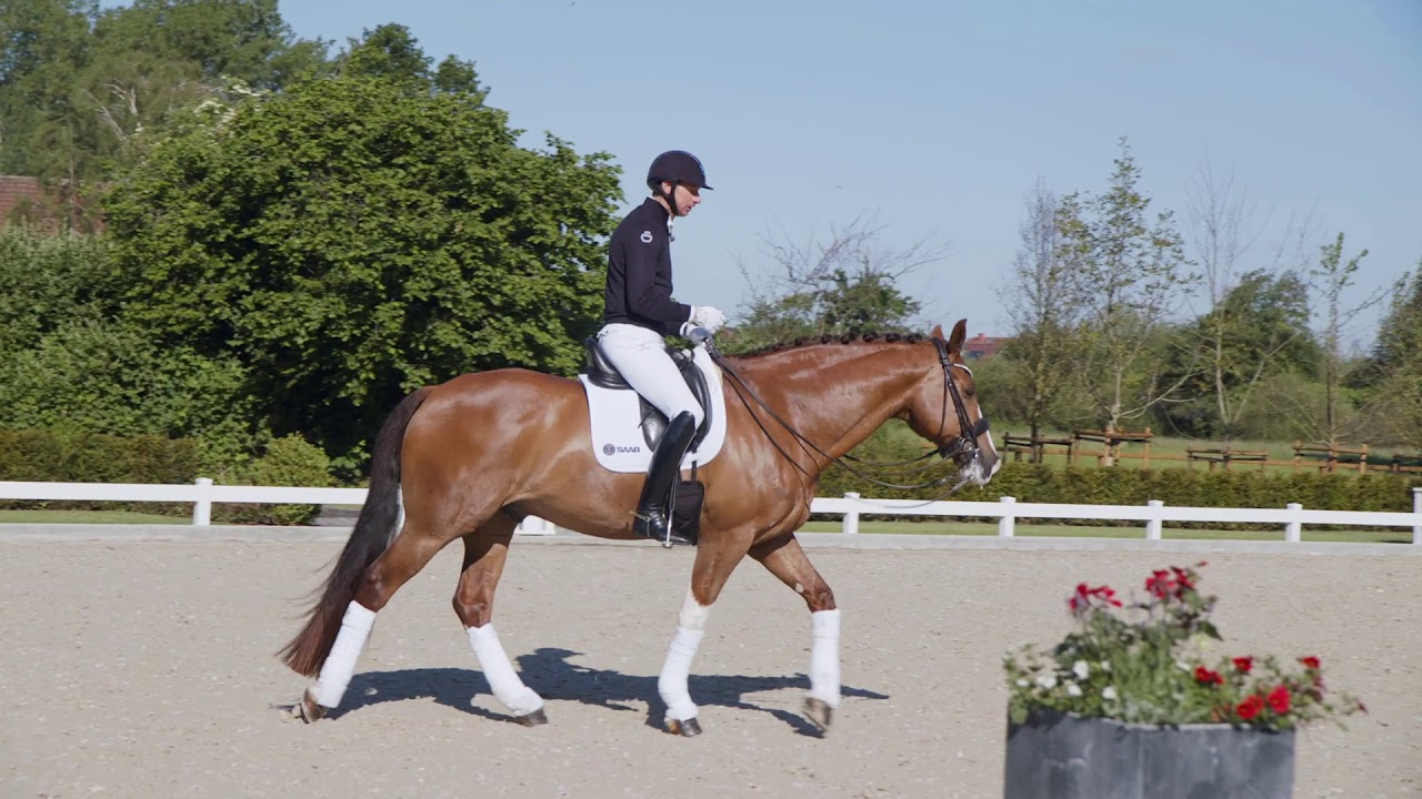 Patrik Kittel Dressage Tour S4E5 – Grand Prix Nivå: Piruetter i galopp