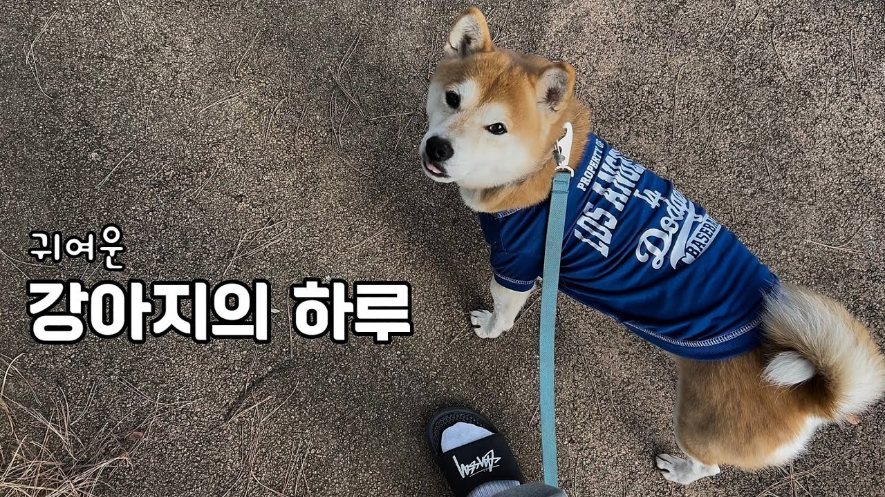 (강아지 POV) 귀여운 시바견의 하루 • 산책, 크로스핏 • 반려견의 주말 일상