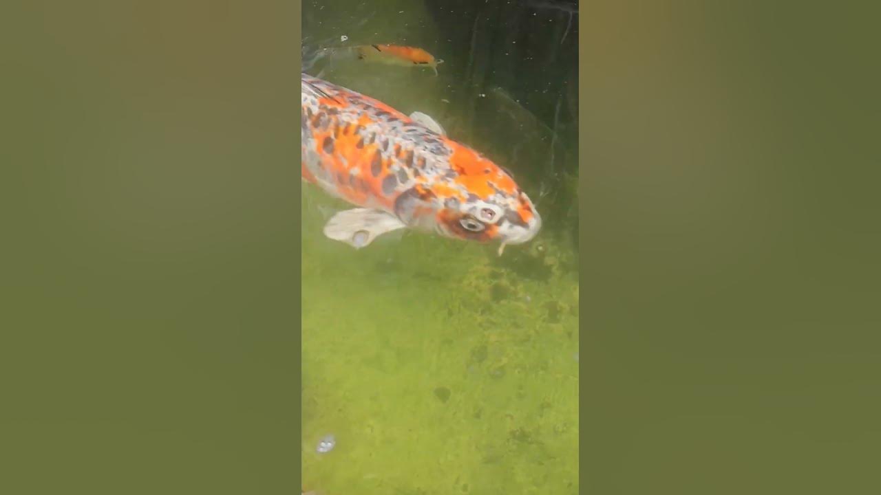 What s Fish Name YouTube what-s-fish-name-youtube