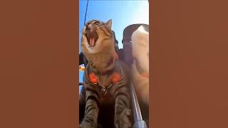 beberapa momen ulah si kucing yang bikin gemes🤣🤣 #funny #cat