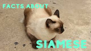 6 FACTS ABOUT SIAMESE CATS