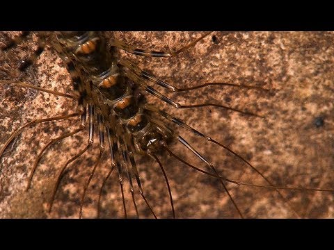 Videó: Veszélyesek a scutigera coleoptrata?