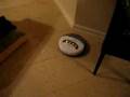 Dog vs Roomba 5