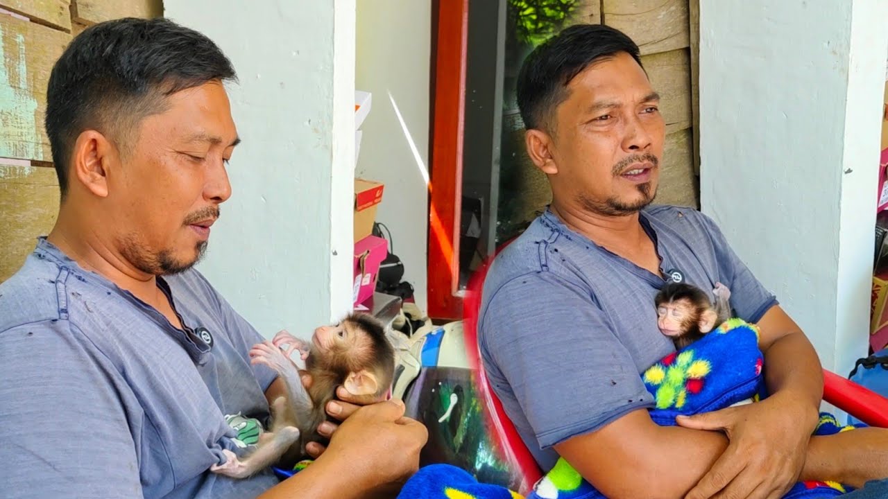 Always wanting to cling, this newborn baby monkey fell asleep soundly in my arms😍🥰😘