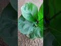 Kiska hai tumko intezar 🌱✨🌿🙏🏻# green world 🌱