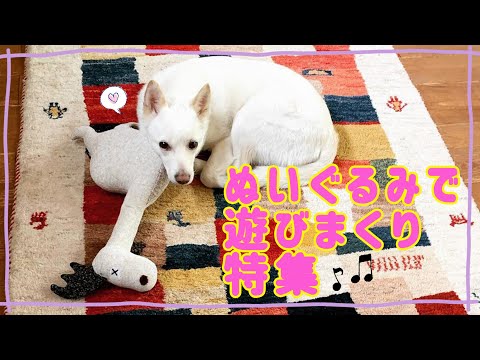 まっしろ犬ゆず　ぬいぐるみで遊びまくる特集！