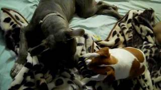 Violet The Blue Pit Bull Plays Tugowar With Sandy The Jack Russell Terrier