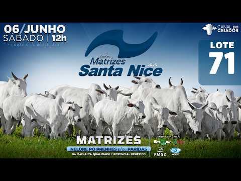 LOTE 71   GRI C6490