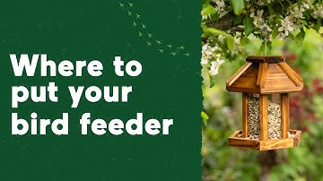 Where to put your bird feeder