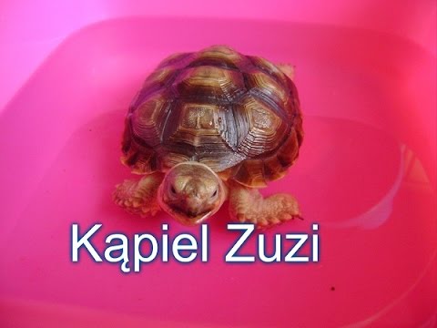 Wideo: Jak Kąpać żółwia Lądowego