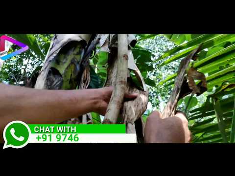 Video: Sapatos Ng Infusoria: Istraktura At Pamamaraan Ng Pagpaparami