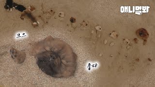 Chow Chow Family Having Sand Bath In A Group Lol