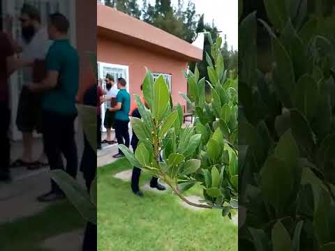 شجرة ورقة سيدنا موسى