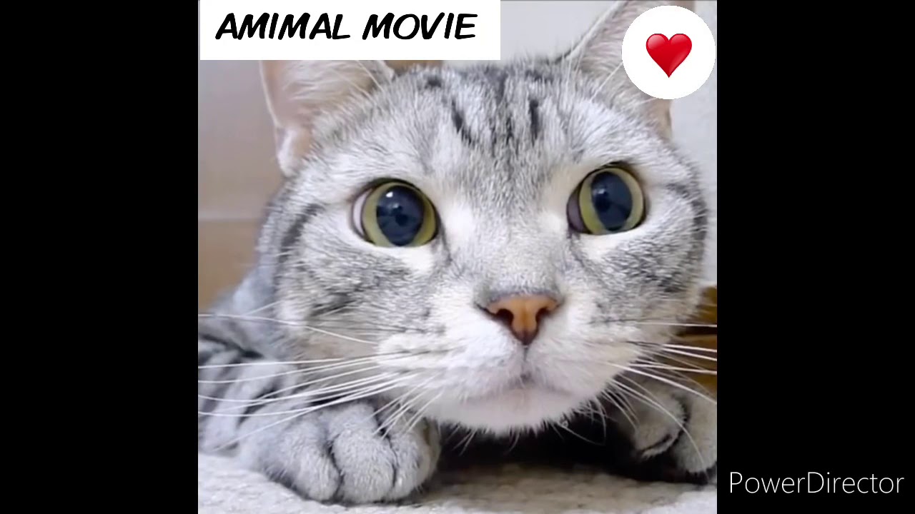 かわいい猫 おもしろハプニング集 動物がかわいいyoutube動画はここだ