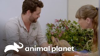 Increíble recuperación de un pequeño walabí lastimado | Los Irwin | Animal Planet