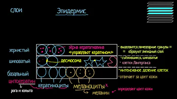 Что такое кожа? Строение эпидермиса (видео 2) | Анатомия человека | Биология