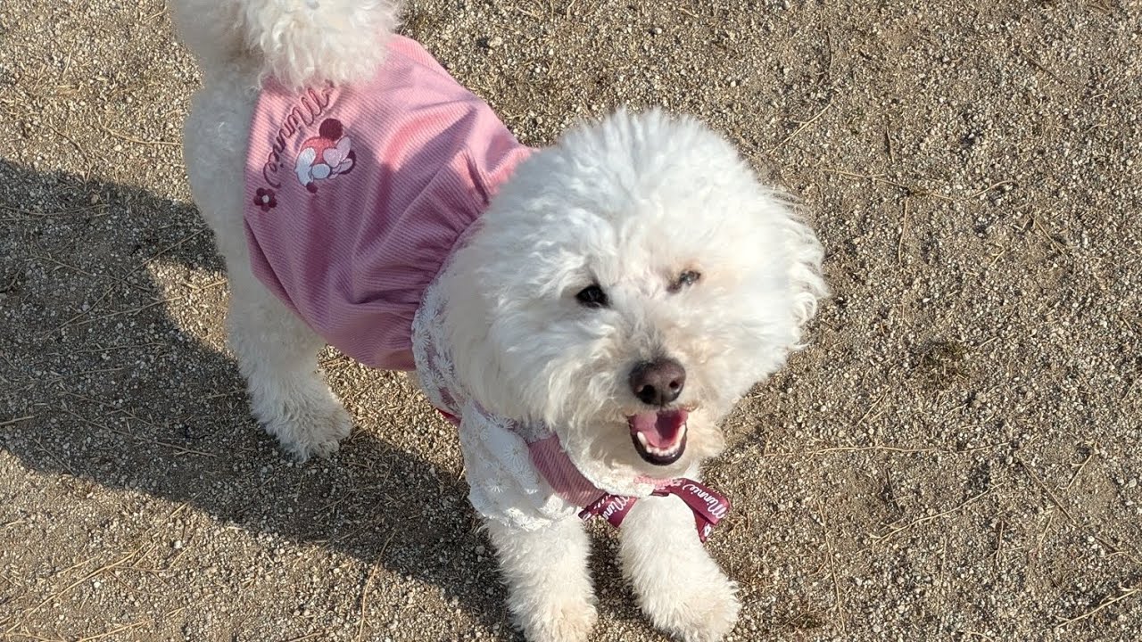 誕生日ケーキ食ったぜ#犬