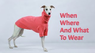 Should Whippets Wear Coats by ShowPaws 934 views 4 months ago 7 minutes, 2 seconds